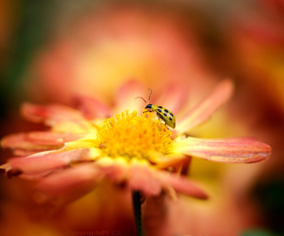 Обои Ladybug and flower 960x800