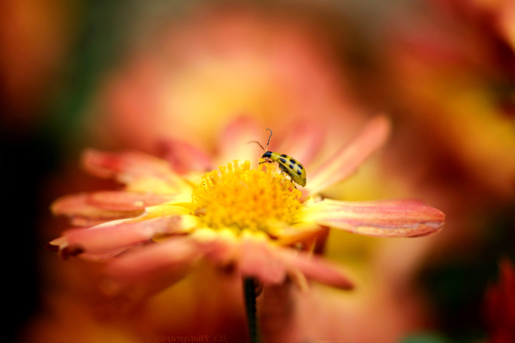 Das Ladybug and flower Wallpaper