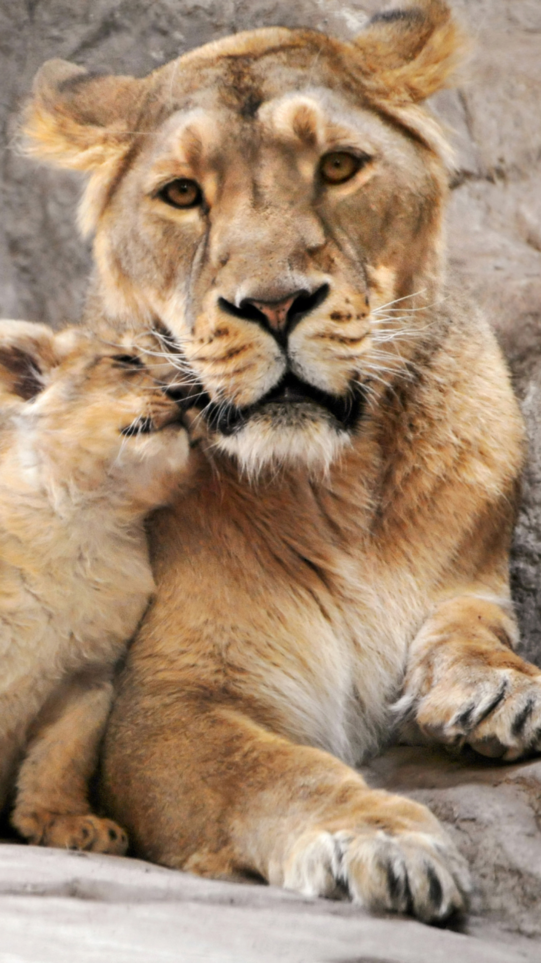 Sfondi Lion Family 1080x1920