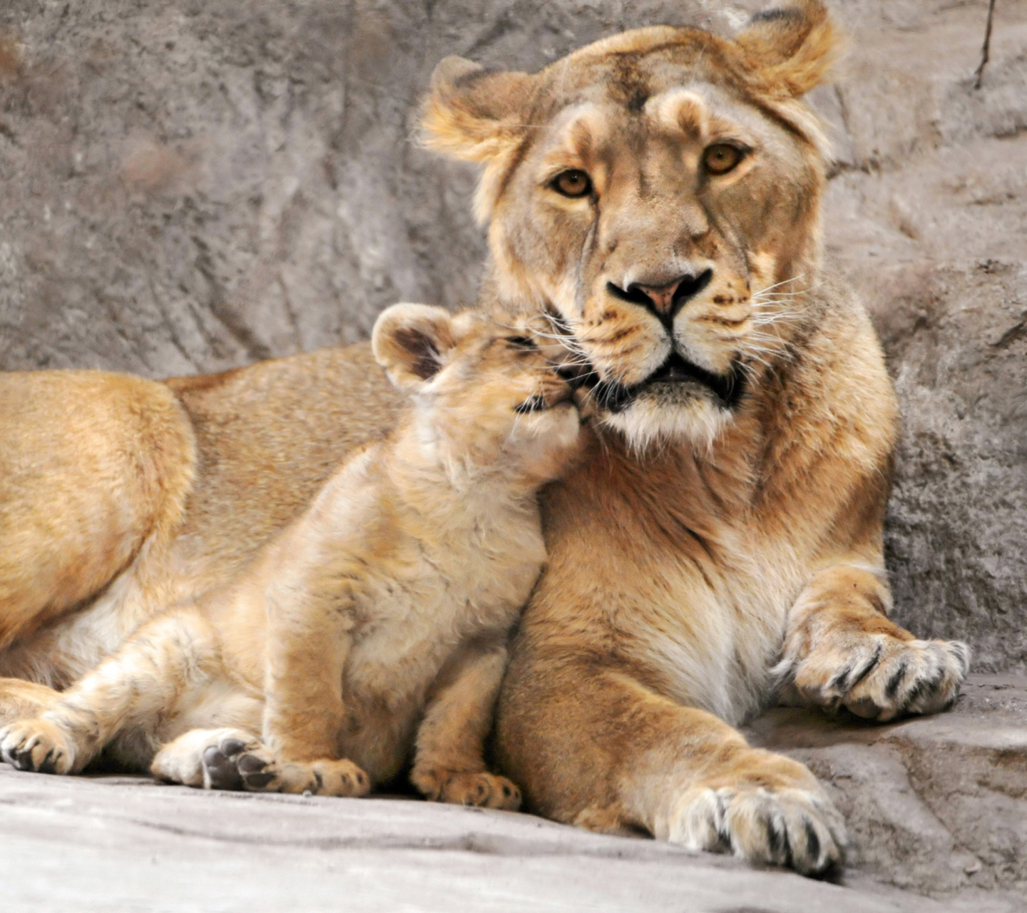Обои Lion Family 1440x1280