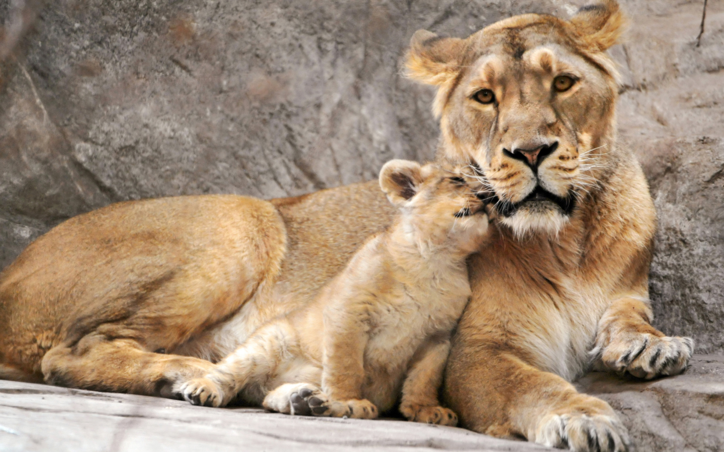 Lion Family wallpaper 1440x900