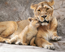 Sfondi Lion Family 220x176