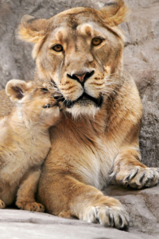 Sfondi Lion Family 320x480