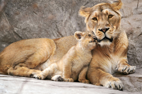 Fondo de pantalla Lion Family 480x320