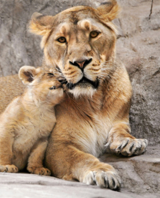 Lion Family sfondi gratuiti per iPhone 6 Plus