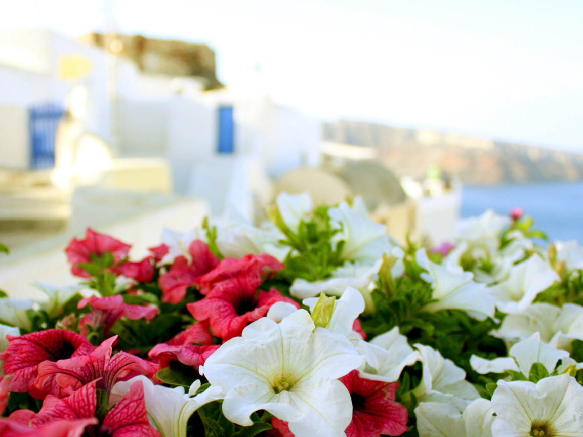 Fondo de pantalla Flowers In Greece 1152x864