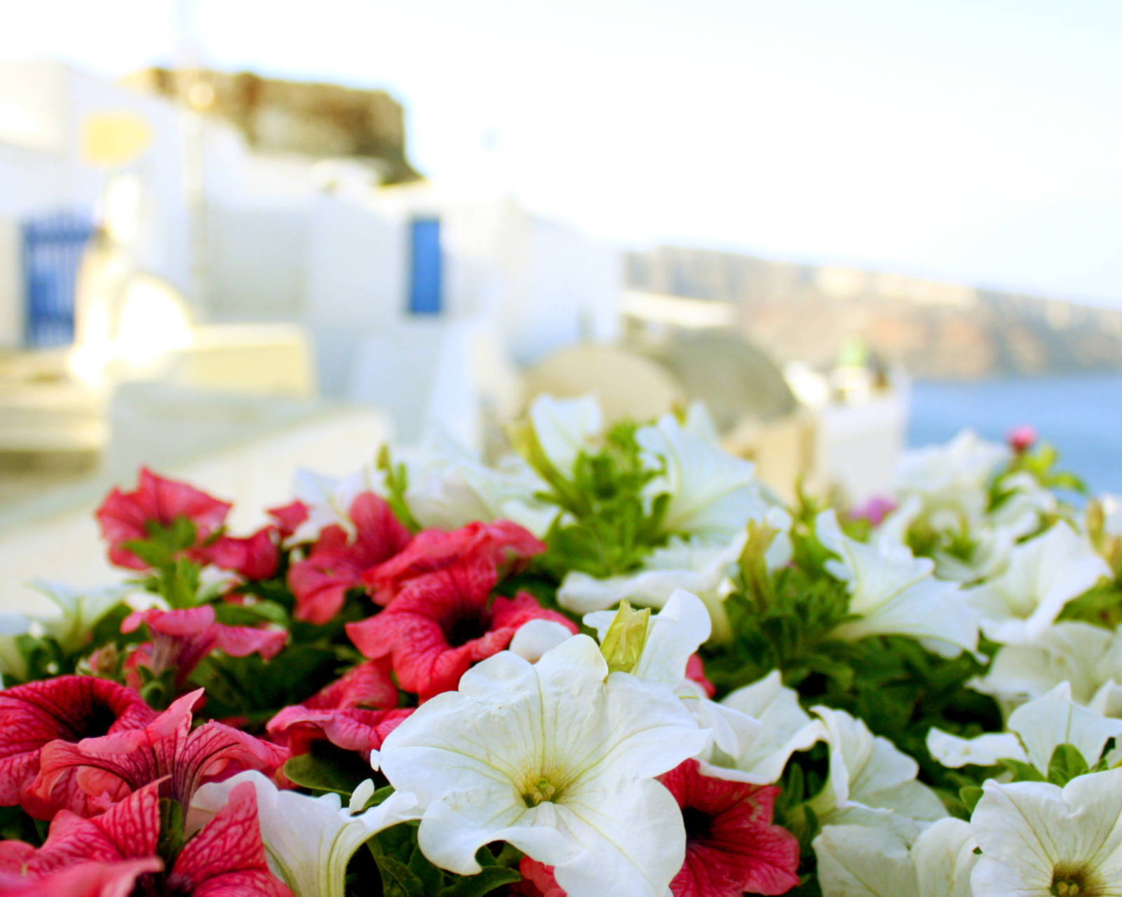 Flowers In Greece wallpaper 1600x1280