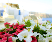 Fondo de pantalla Flowers In Greece 176x144