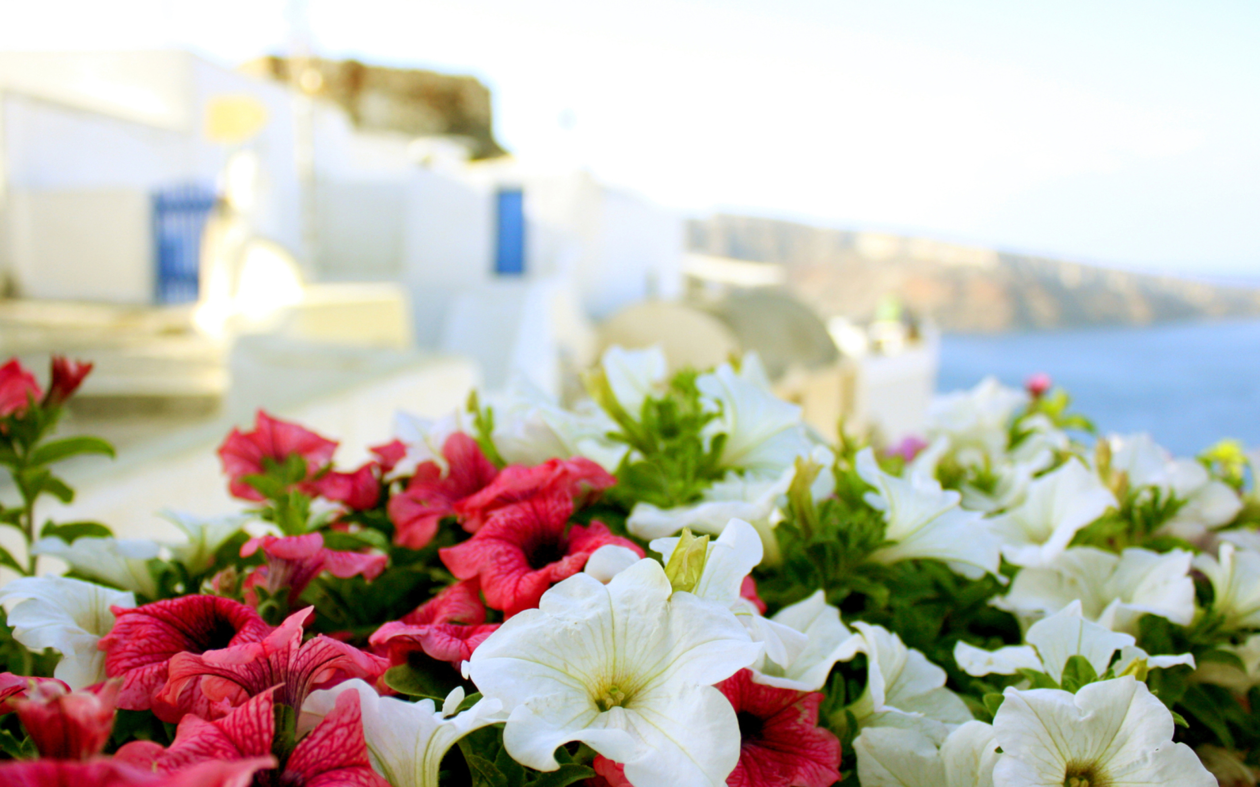 Flowers In Greece screenshot #1 2560x1600