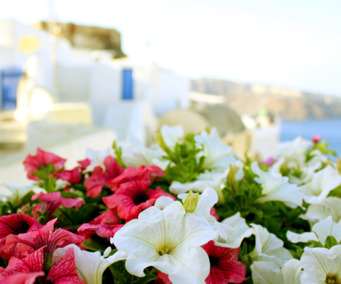 Sfondi Flowers In Greece 480x400