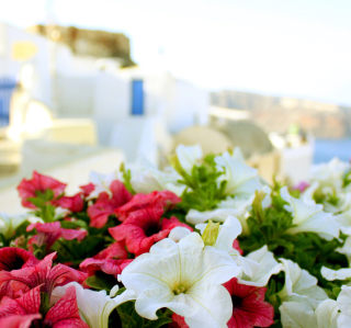 Kostenloses Flowers In Greece Wallpaper für 128x128