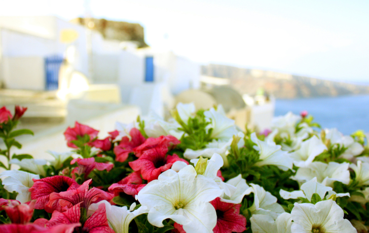 Screenshot №1 pro téma Flowers In Greece
