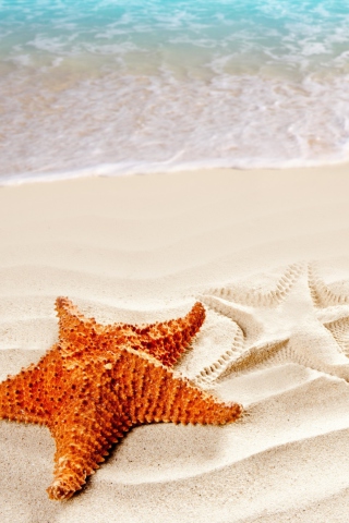 Cool Sea Star wallpaper 320x480