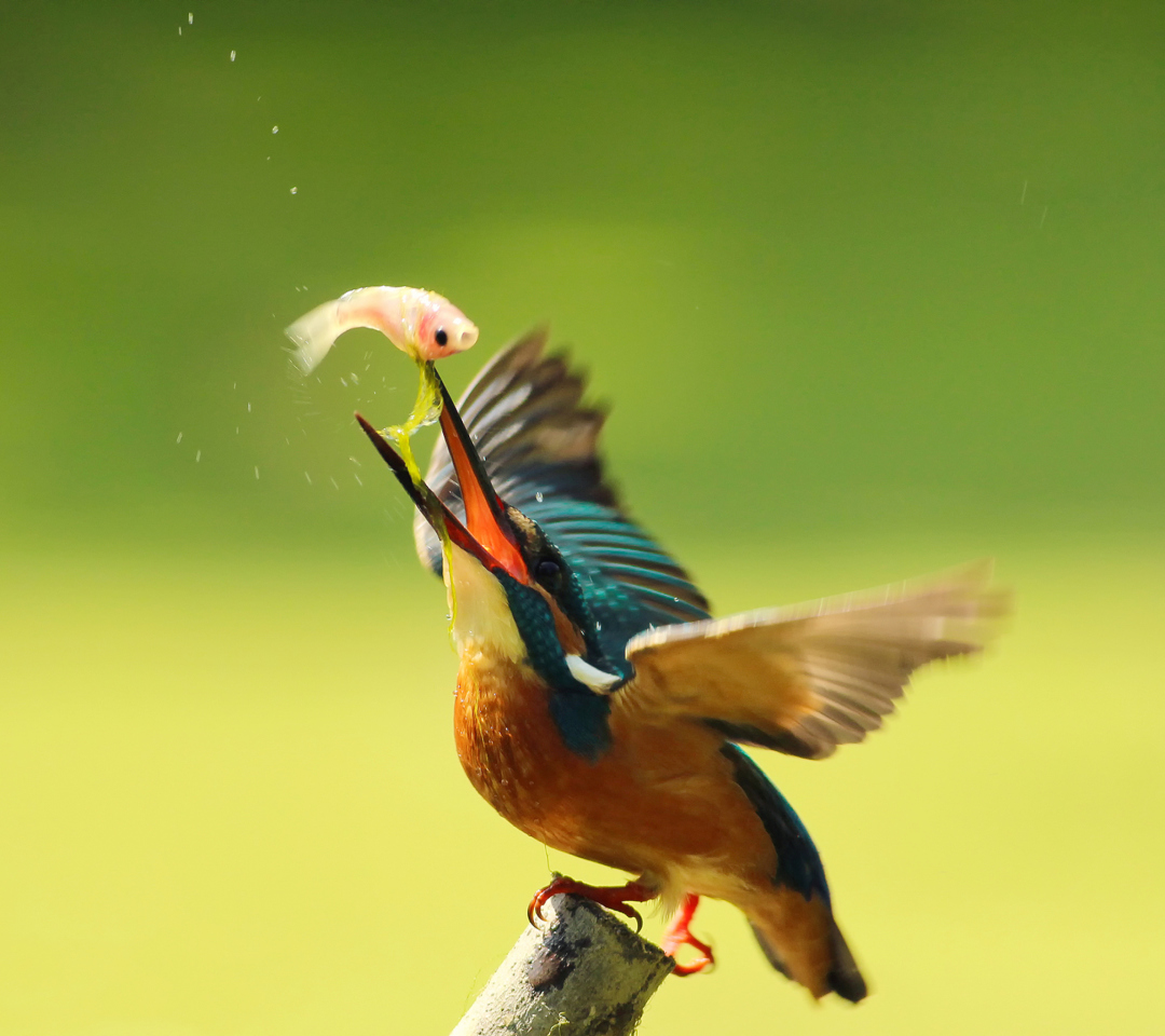 Das Kingfisher Wallpaper 1080x960