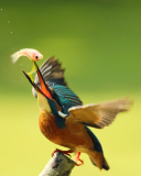 Kingfisher screenshot #1 128x160