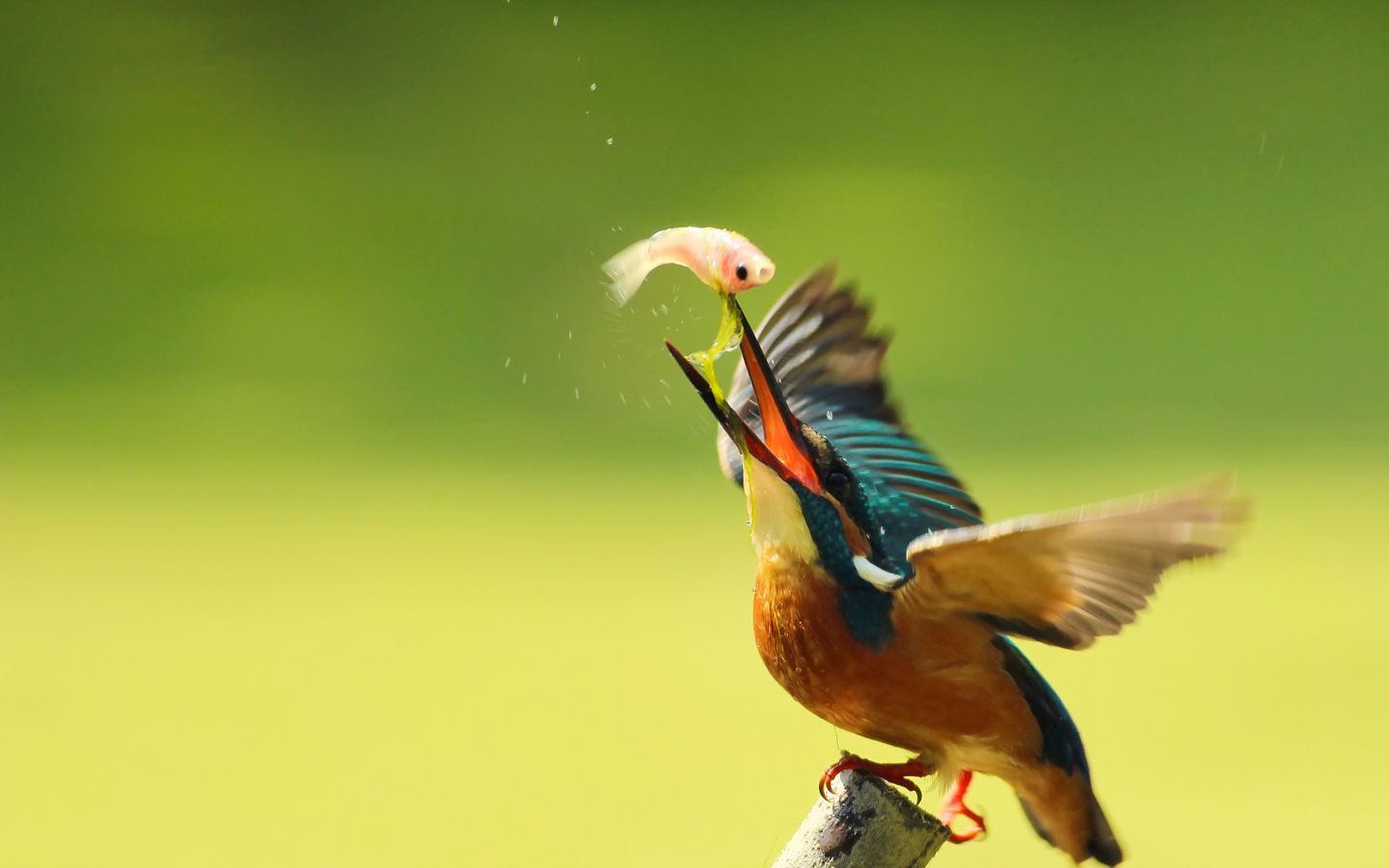 Kingfisher wallpaper 1440x900