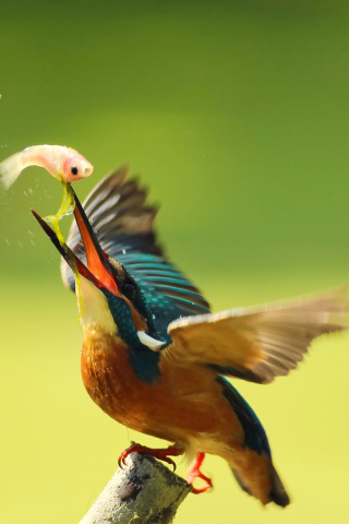 Kingfisher wallpaper 320x480