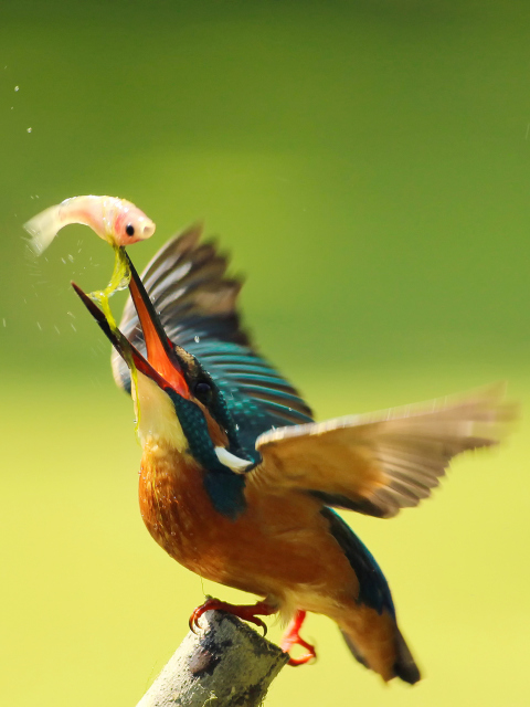 Kingfisher wallpaper 480x640