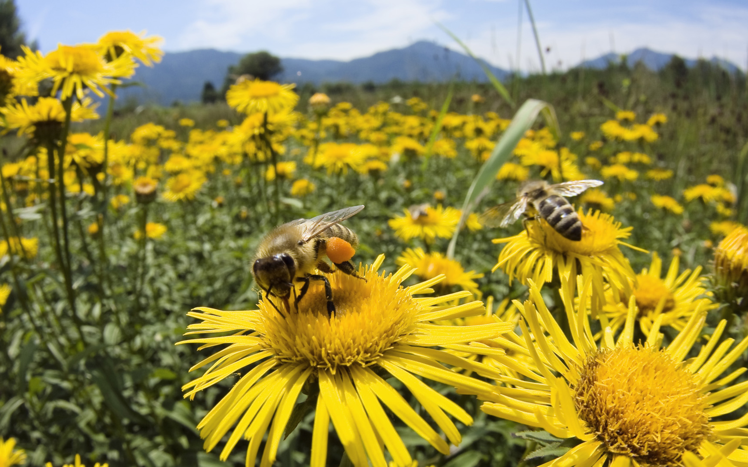 Bee Field wallpaper 2560x1600