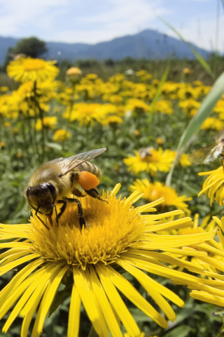 Bee Field wallpaper 320x480