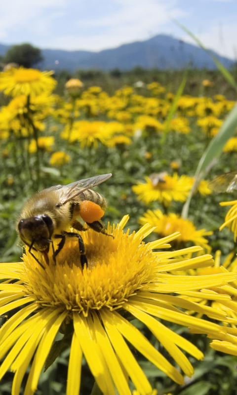 Bee Field screenshot #1 480x800