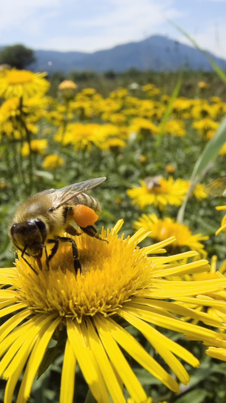 Bee Field wallpaper 750x1334