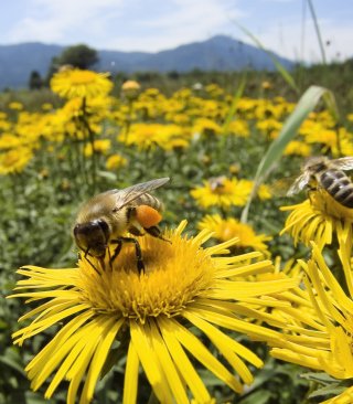 Bee Field sfondi gratuiti per iPhone 4S