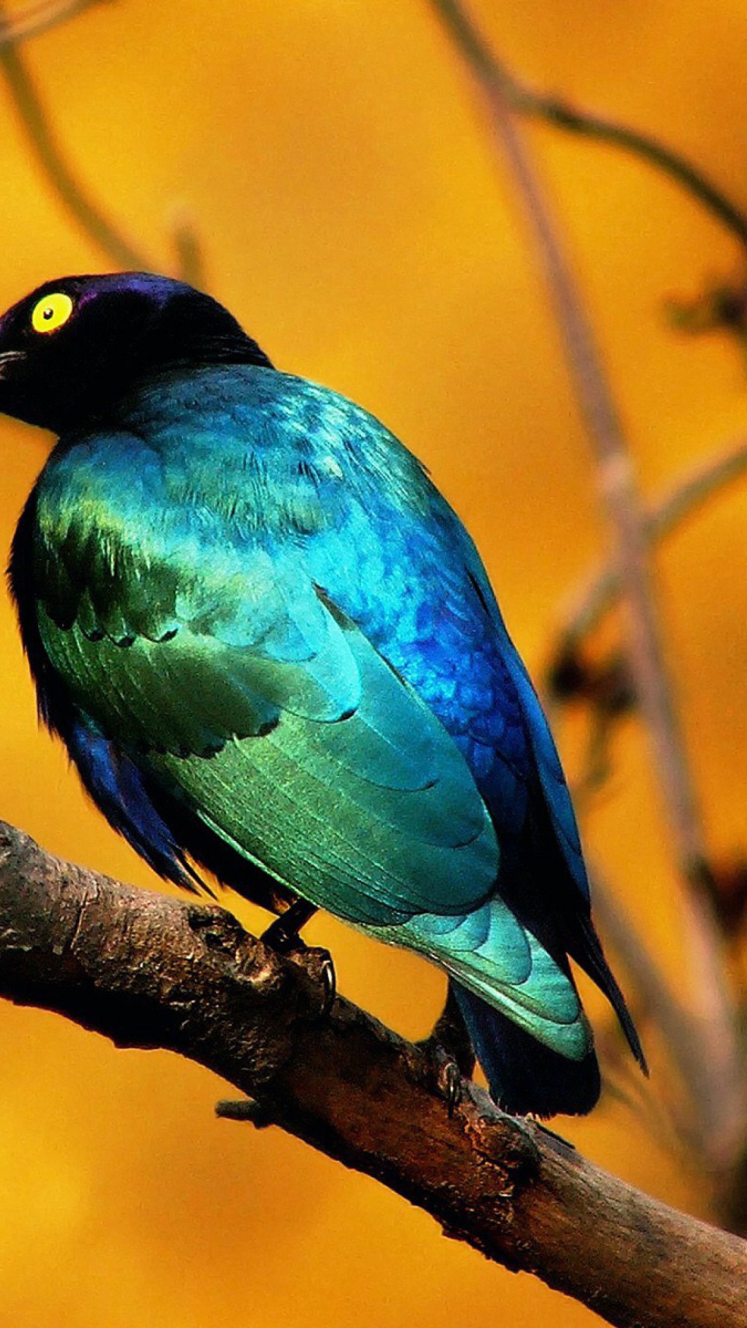 Sfondi Colourful Bird 1080x1920