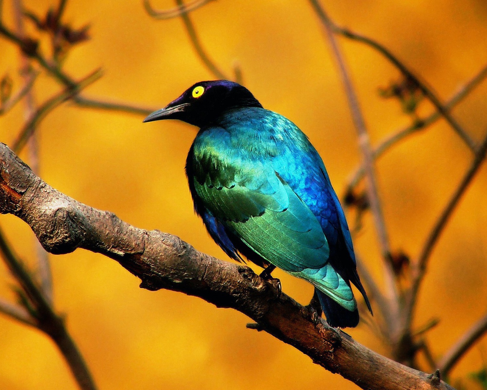 Colourful Bird wallpaper 1600x1280