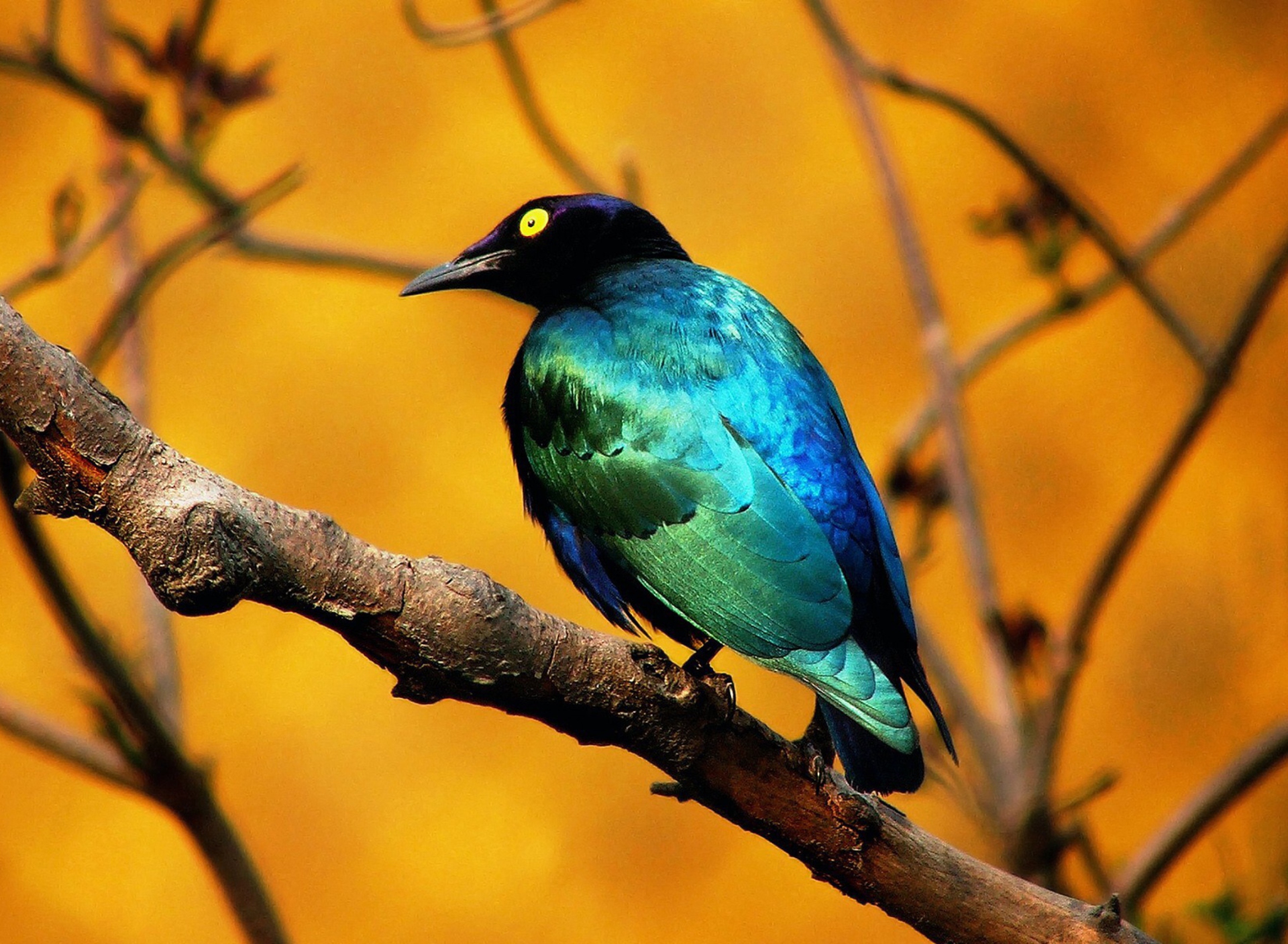 Das Colourful Bird Wallpaper 1920x1408