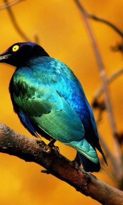 Colourful Bird screenshot #1 240x400