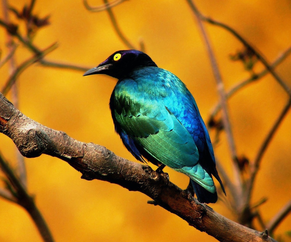 Colourful Bird wallpaper 960x800