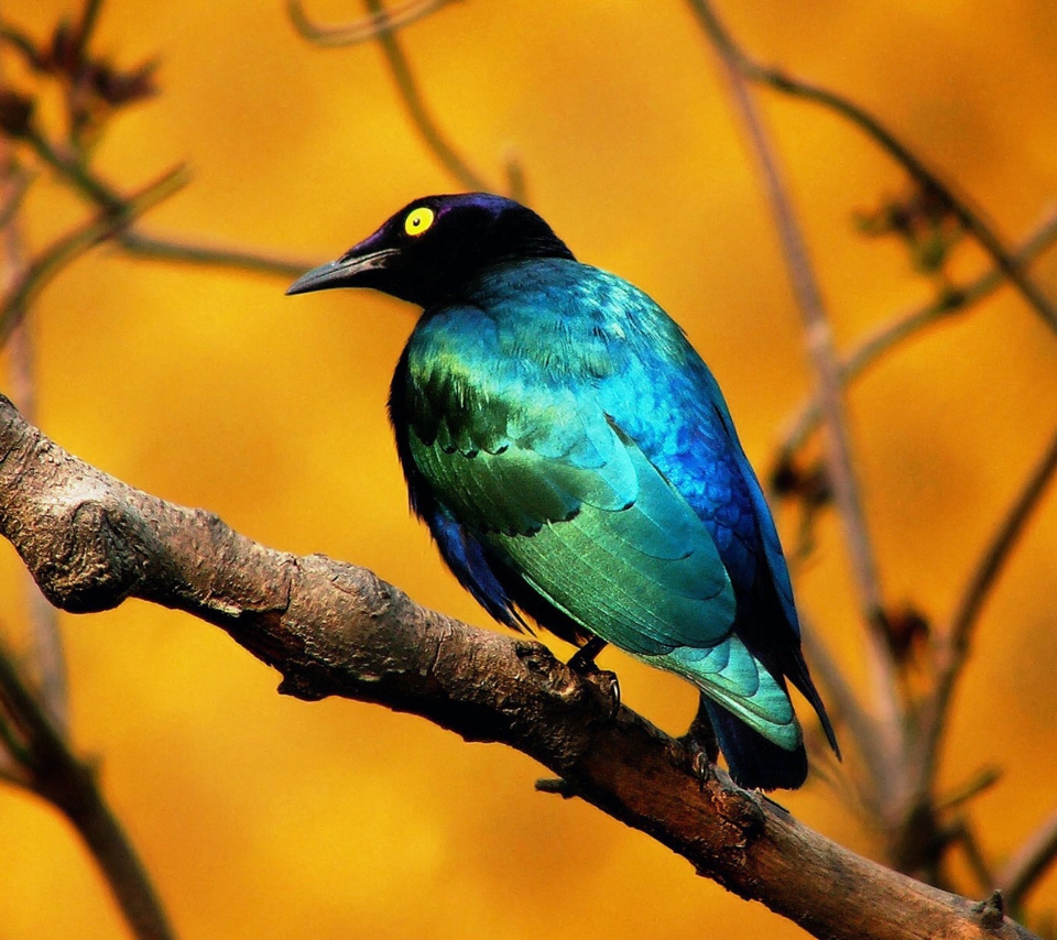 Colourful Bird wallpaper 960x854