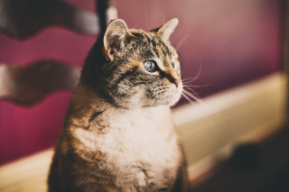 Domestic Cat sfondi gratuiti per cellulari Android, iPhone, iPad e desktop