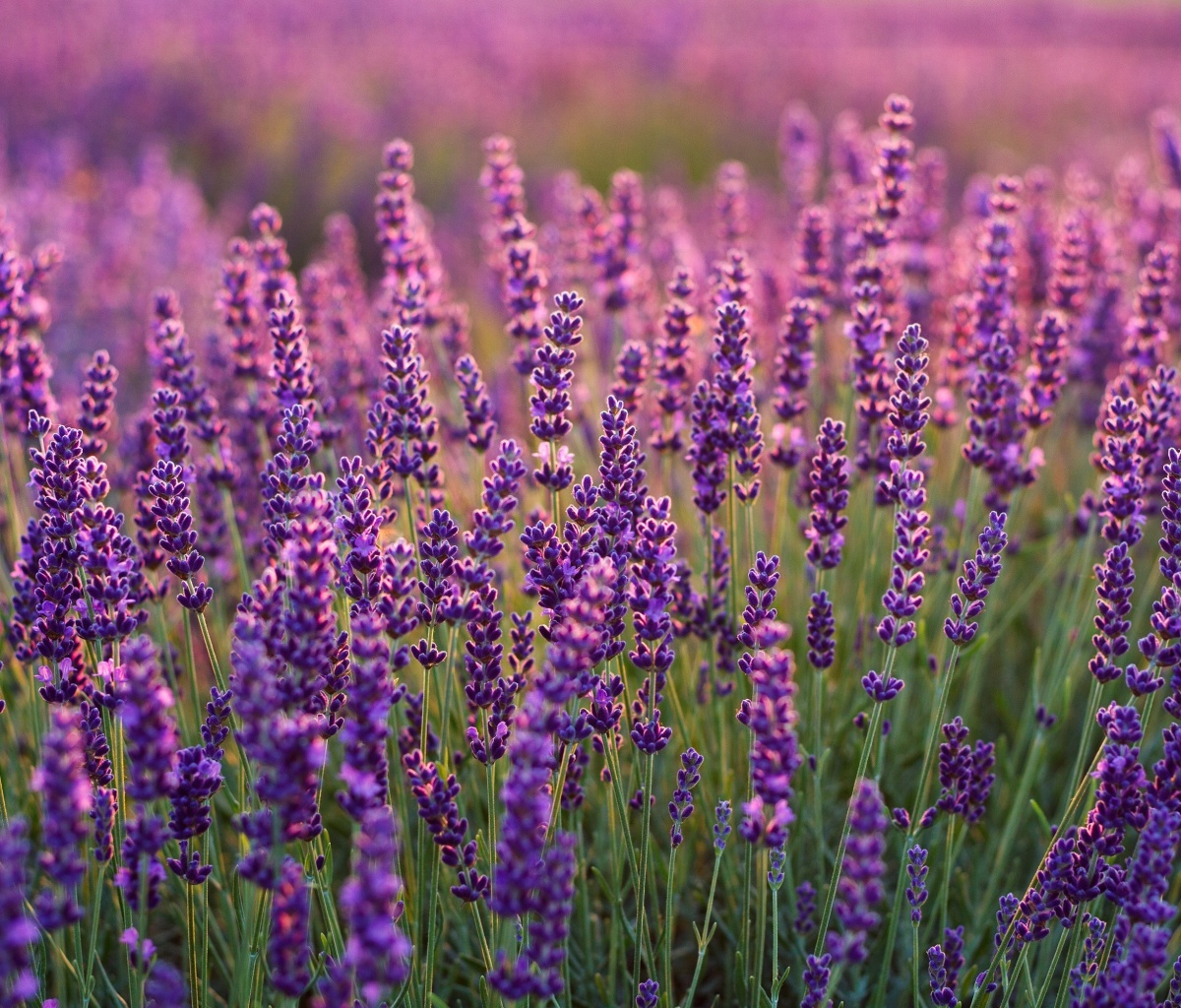 Sfondi Lavender fields in Moldova 1200x1024
