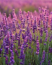 Fondo de pantalla Lavender fields in Moldova 176x220