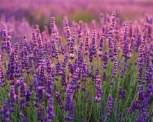 Fondo de pantalla Lavender fields in Moldova 220x176
