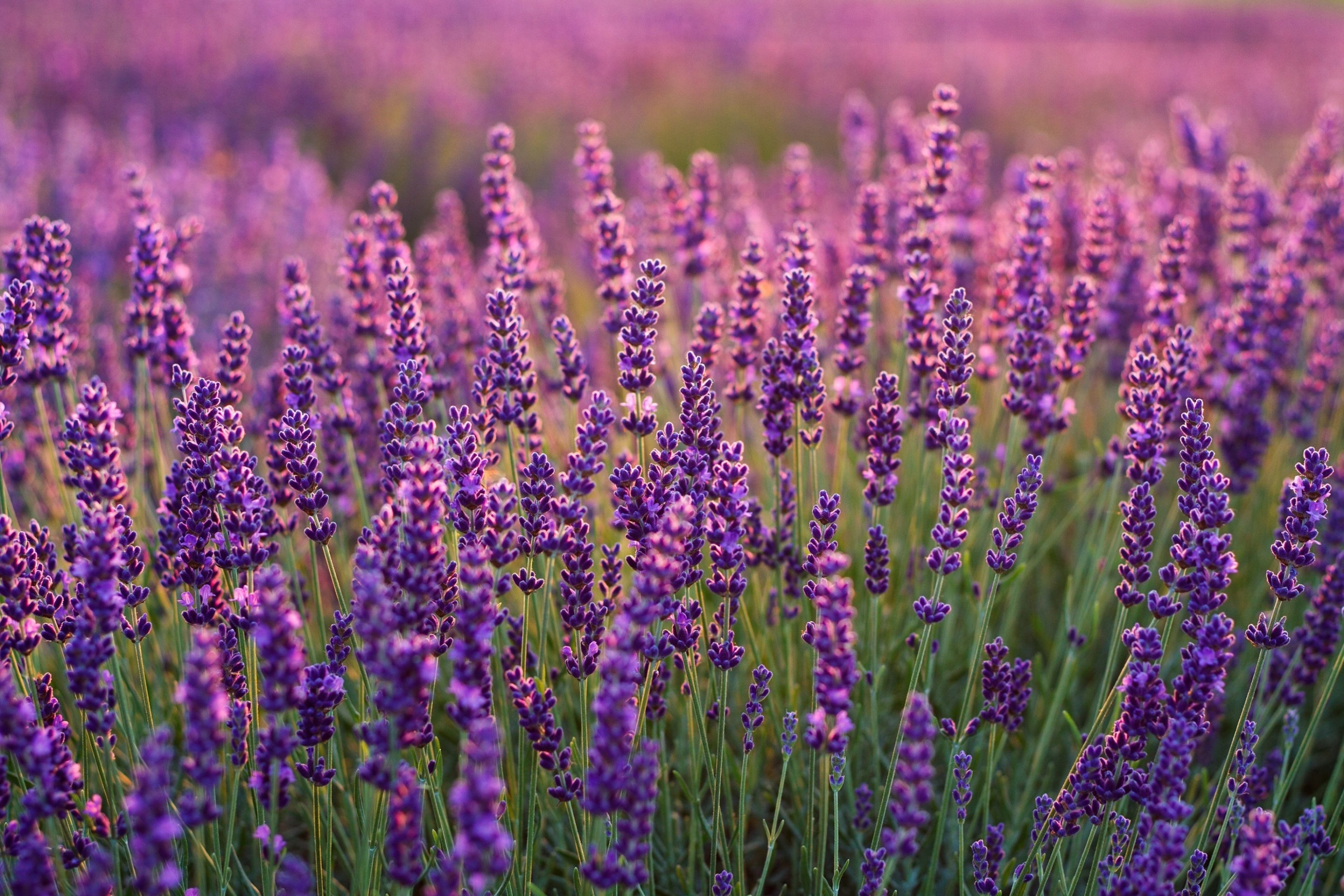 Fondo de pantalla Lavender fields in Moldova 2880x1920