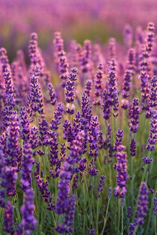Fondo de pantalla Lavender fields in Moldova 320x480