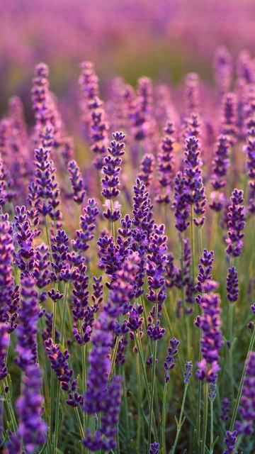 Fondo de pantalla Lavender fields in Moldova 360x640
