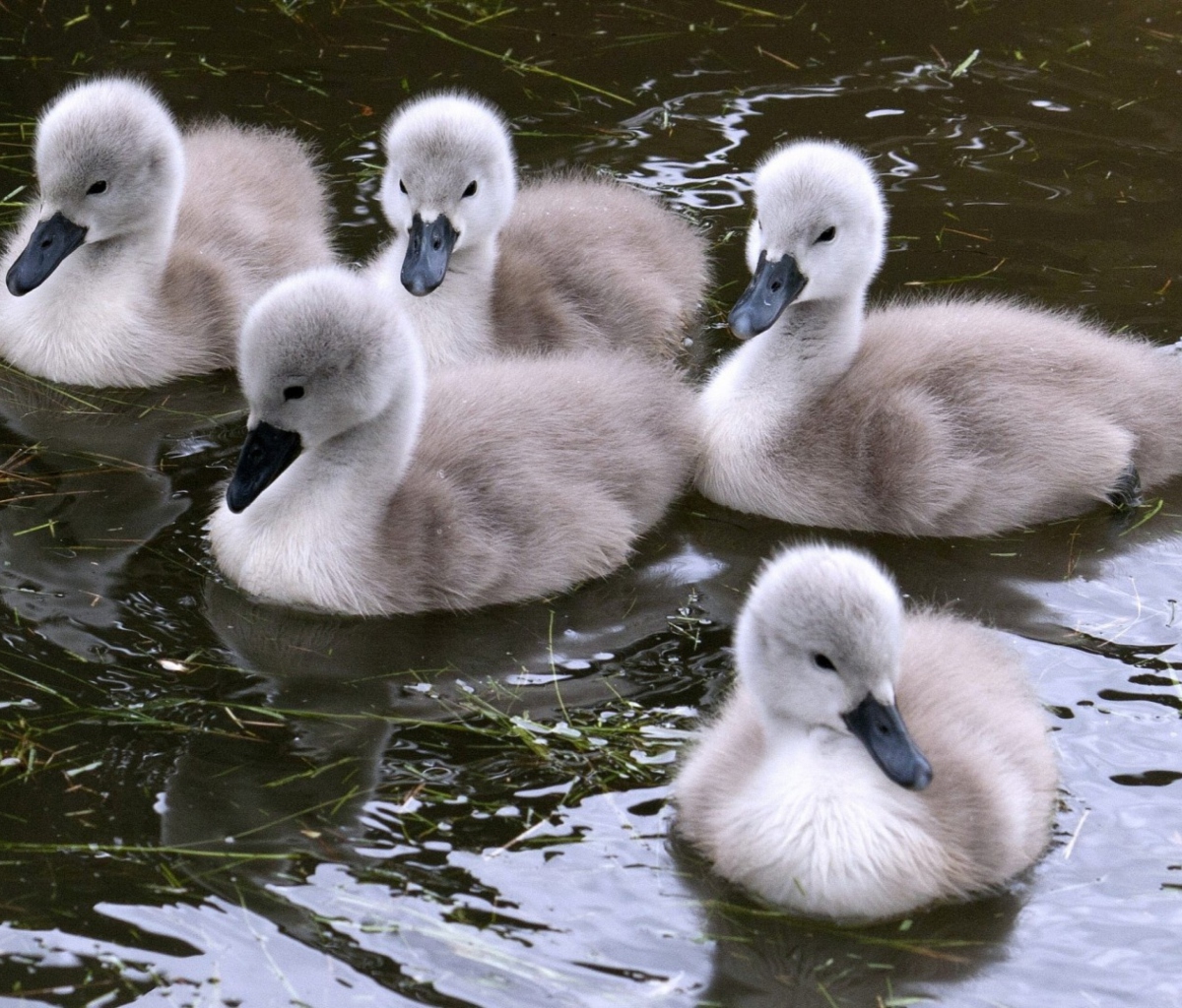 Sfondi Baby Swans 1200x1024