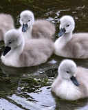Fondo de pantalla Baby Swans 128x160
