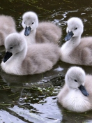 Sfondi Baby Swans 132x176