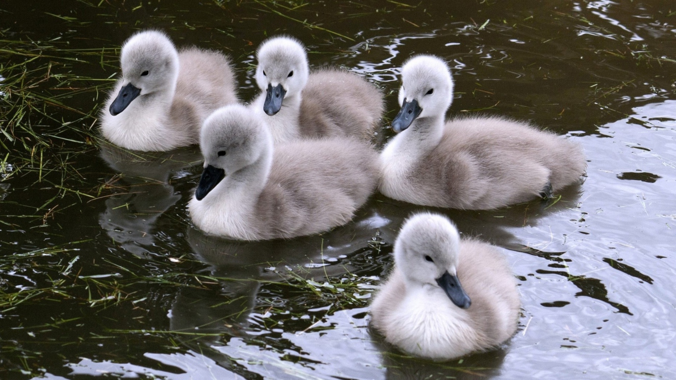 Baby Swans wallpaper 1366x768