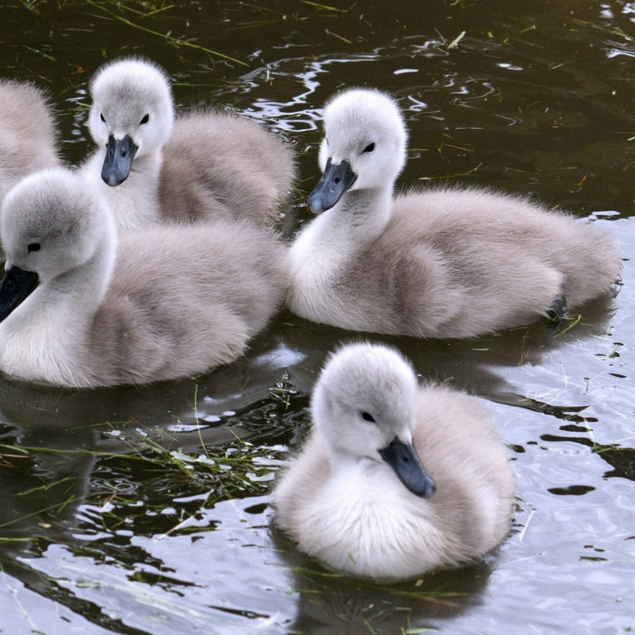 Fondo de pantalla Baby Swans 2048x2048