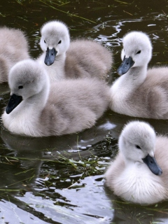 Sfondi Baby Swans 240x320