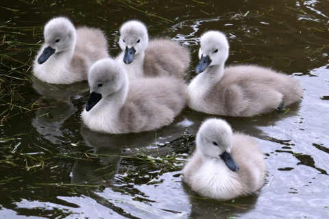 Fondo de pantalla Baby Swans 480x320