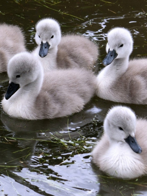 Baby Swans wallpaper 480x640