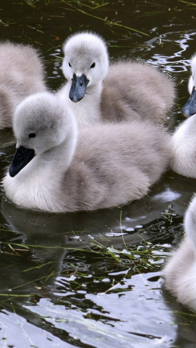 Das Baby Swans Wallpaper 640x1136