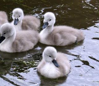 Baby Swans sfondi gratuiti per iPad mini